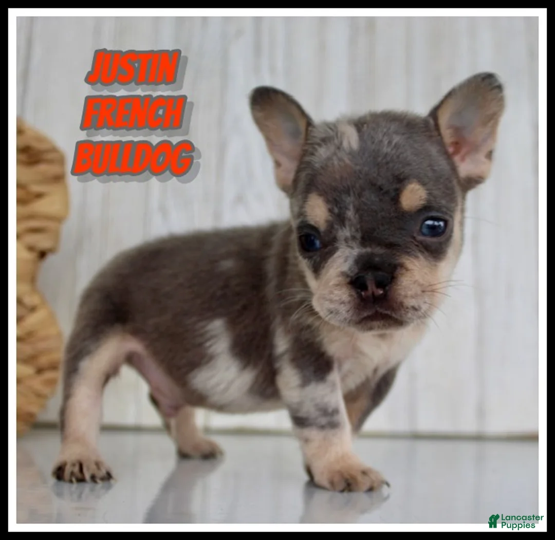 French Bulldog dogs for sale: Justin - Ad 1