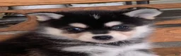Alaskan Klee Kai dogs for sale: Shadow - Toy Size Mini Husky Boy - Ad 1