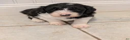Sheepadoodle dogs for sale: Sheepadoodle Puppy 2 - Ad 3