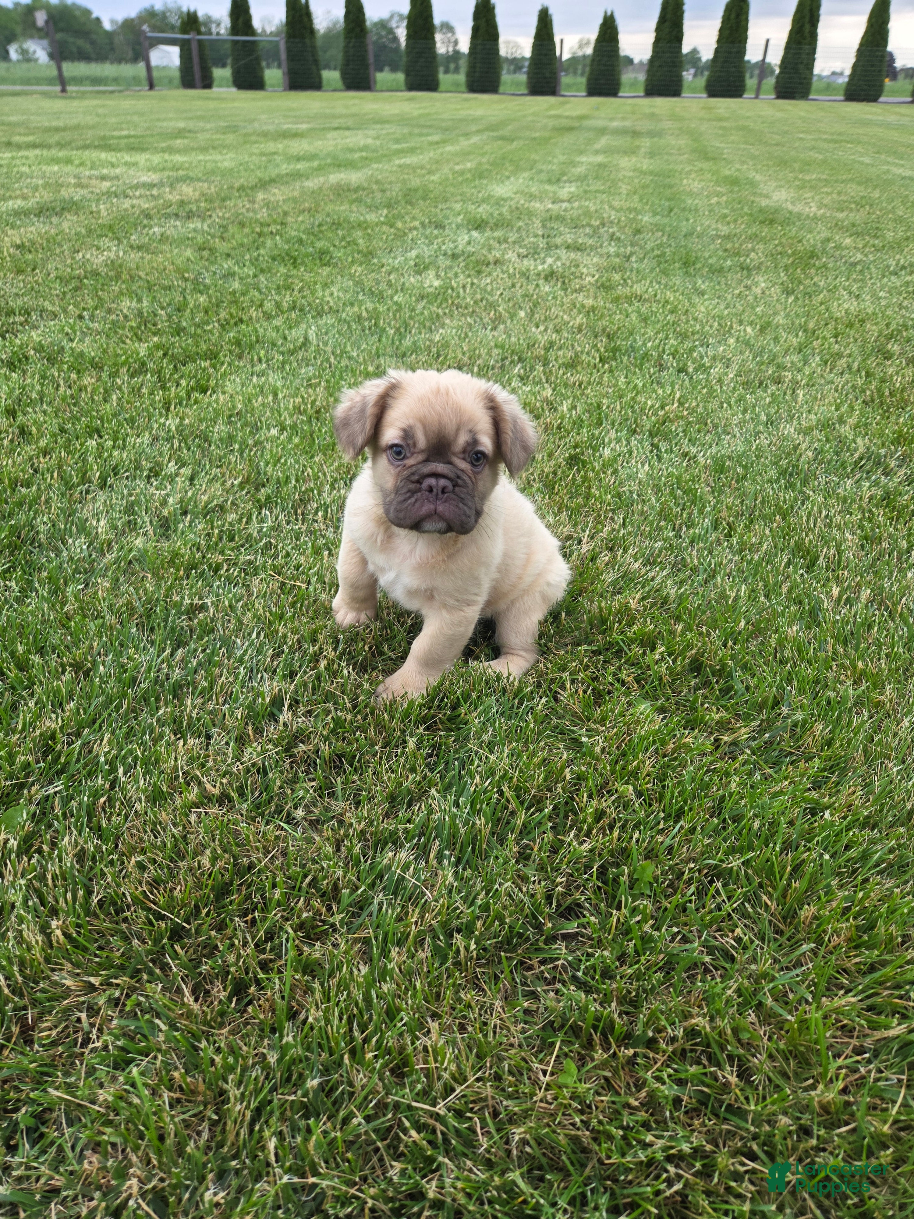 French Bulldog dogs for sale: Nancy - Ad 1