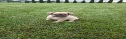 French Bulldog dogs for sale: Nancy - Ad 1