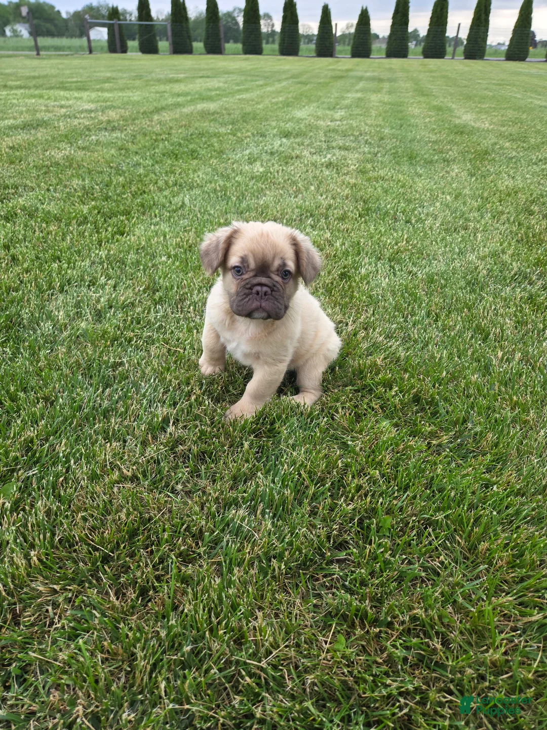 French Bulldog dogs for sale: Nancy - Ad 1
