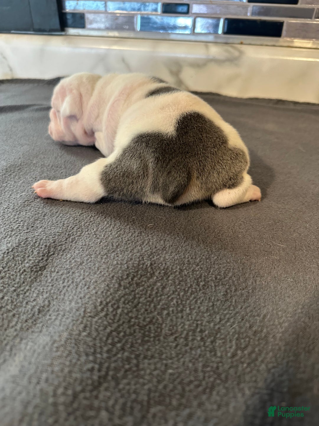 English Bulldog dogs for sale: Blue Fawn Merle Boy  - Ad 44