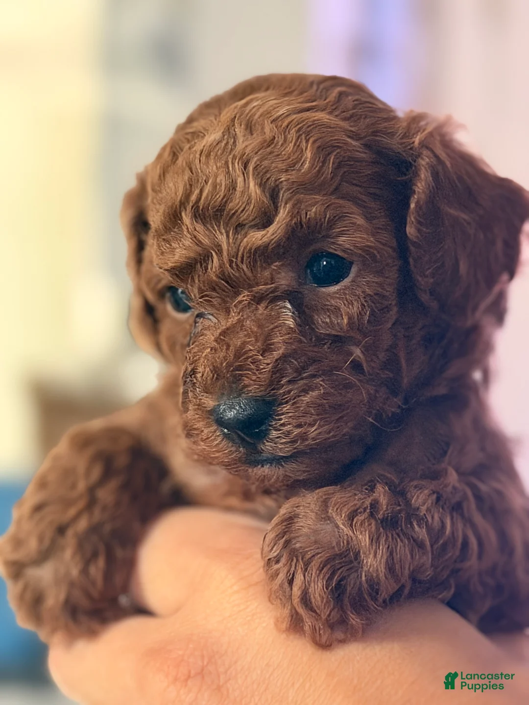 Toy Poodle dogs for sale: Alejandro - Ad 2