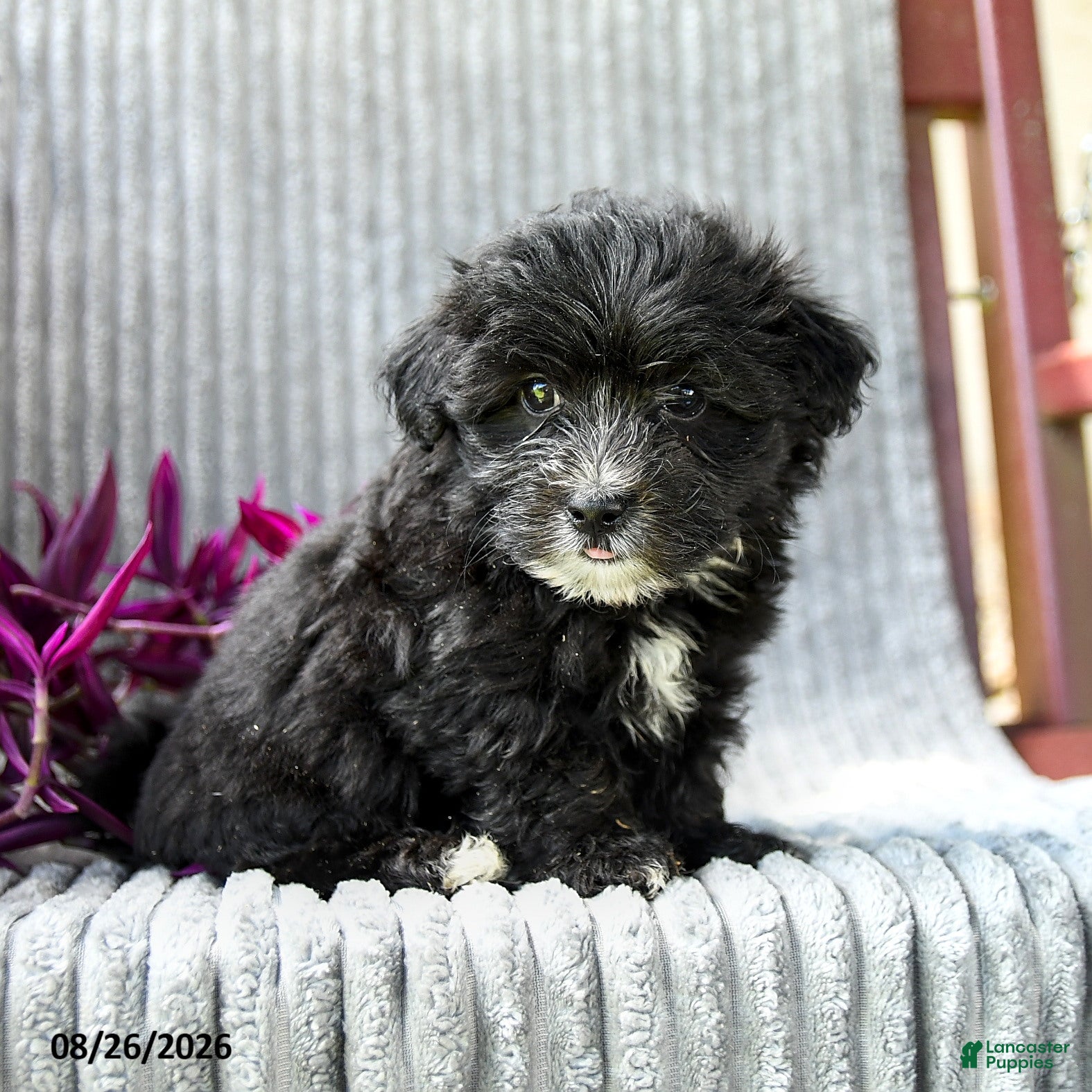 Maltipoo dogs Marlo - Ad 1