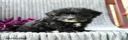 Maltipoo dogs for sale: Marlo - Ad 1