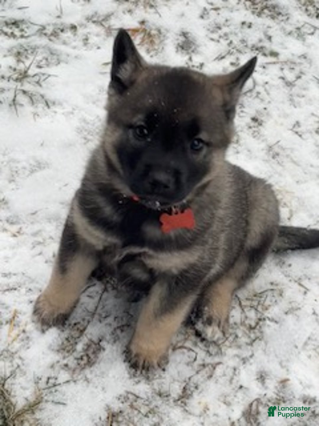 Norwegian Elkhound dogs for sale: Blaze of orange - Ad 6