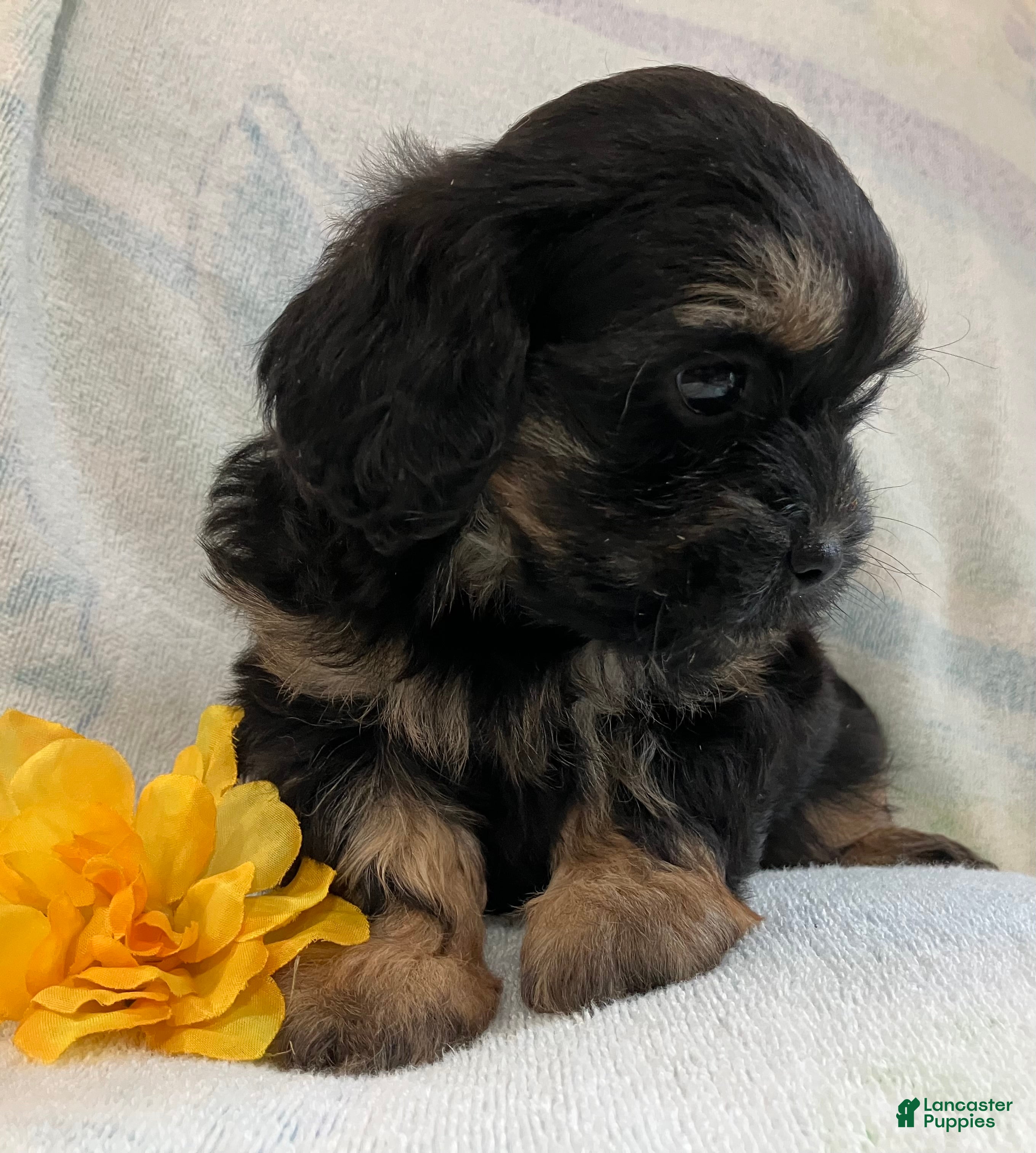 Macy, Shihpoo