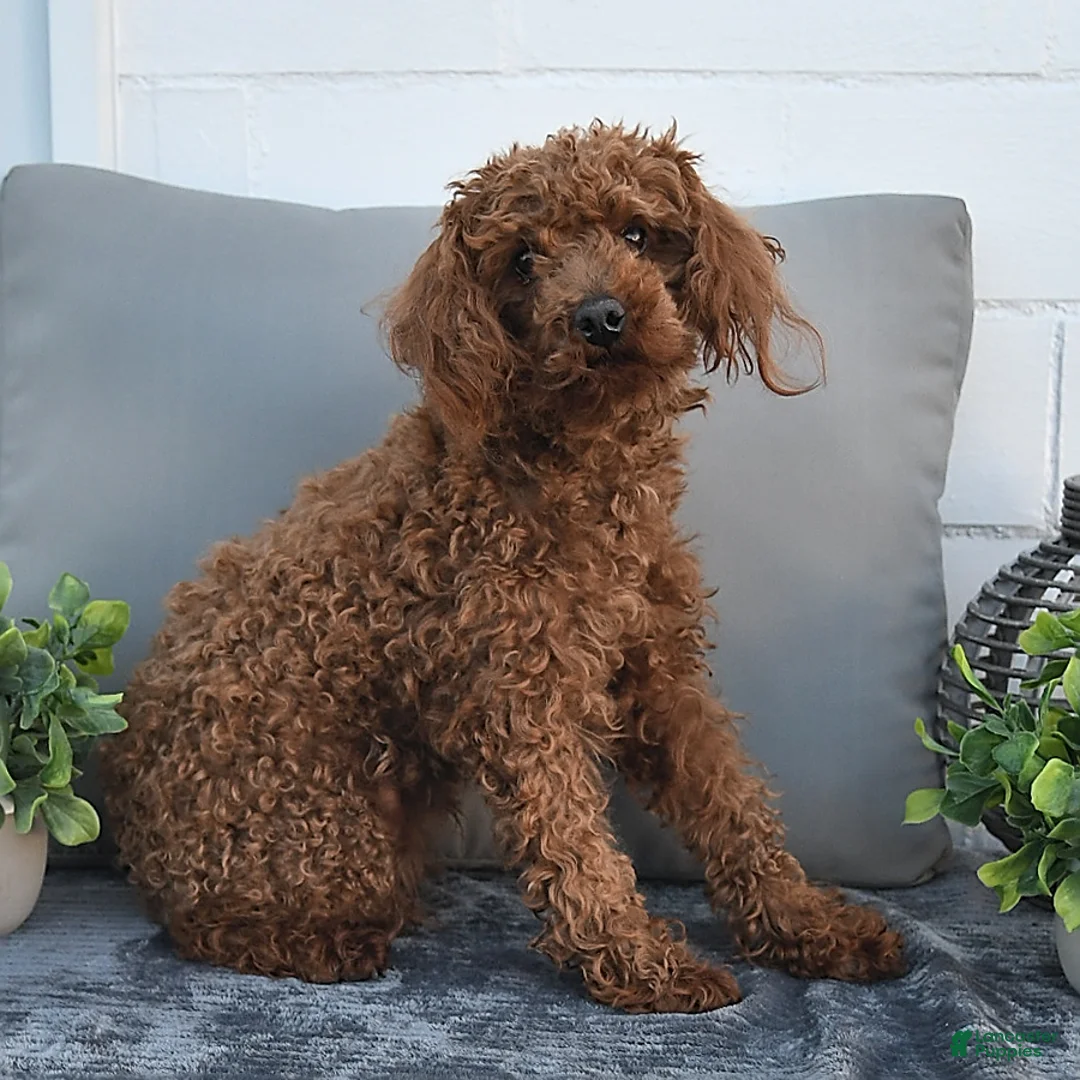 Bichpoo dogs for sale: Franci - Ad 7