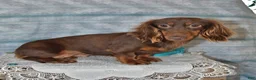 Miniature Dachshund dogs for sale: Asher - Ad 6