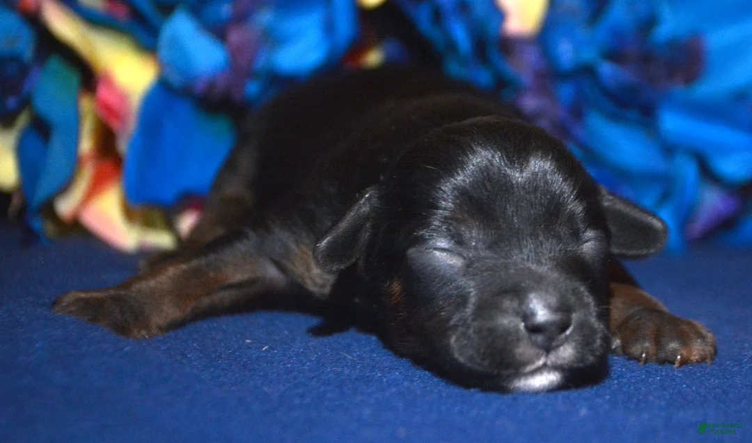 Yorkiepoo dogs for sale: Yorkiepoo Patrick - Ad 1