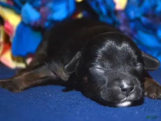 Yorkiepoo dogs Yorkiepoo Patrick - Ad 42