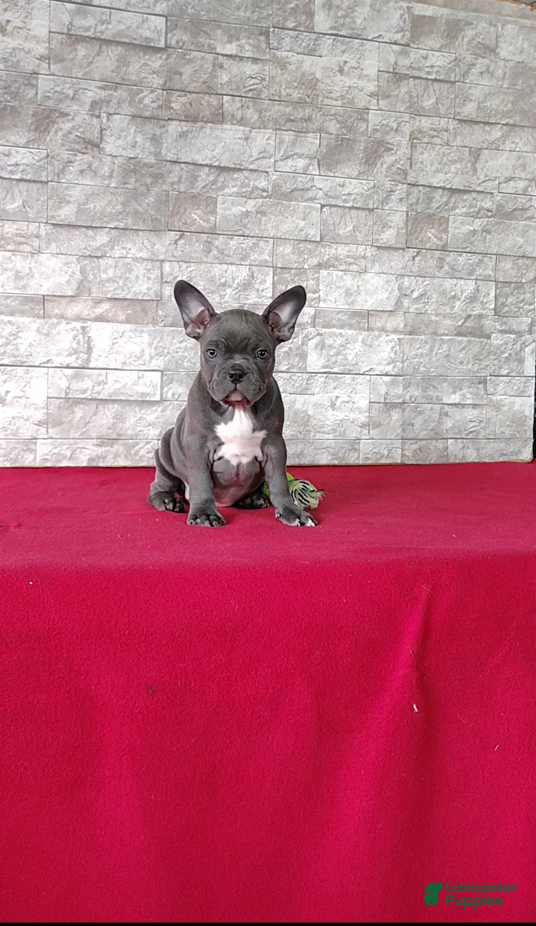 Mixed Breed dogs for sale: Amelia - Ad 1