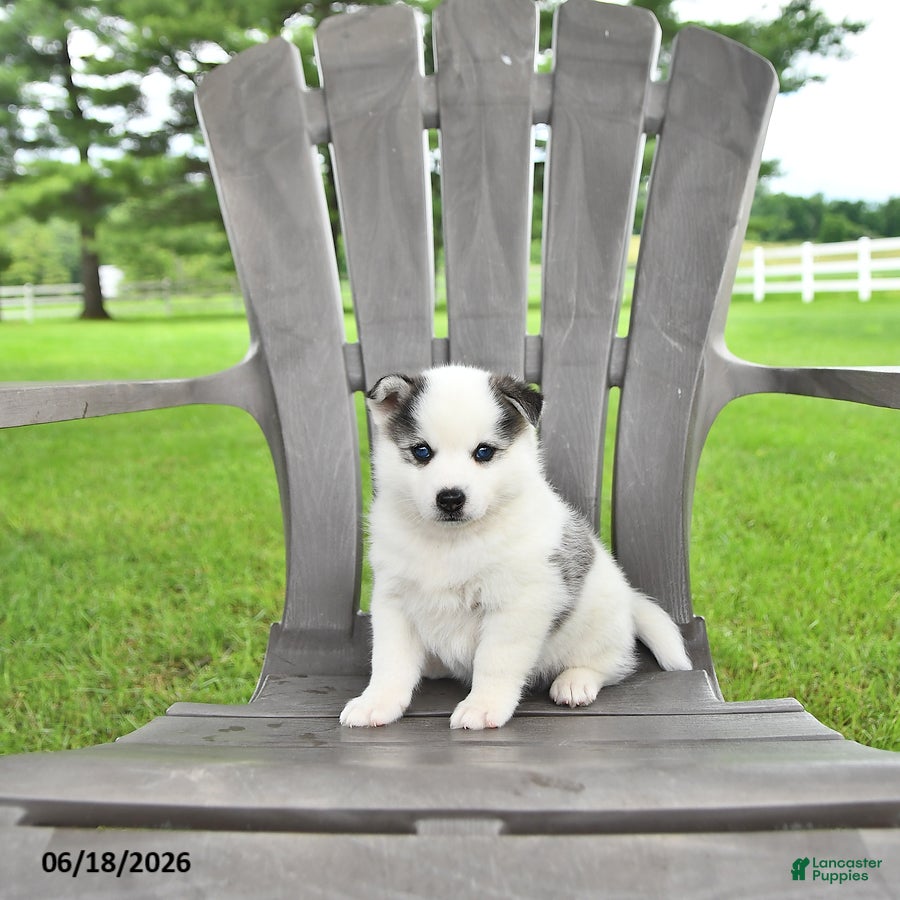 Pomsky dogs Asher - Ad 1