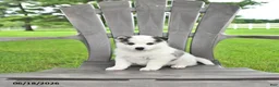 Pomsky dogs for sale: Asher - Ad 1