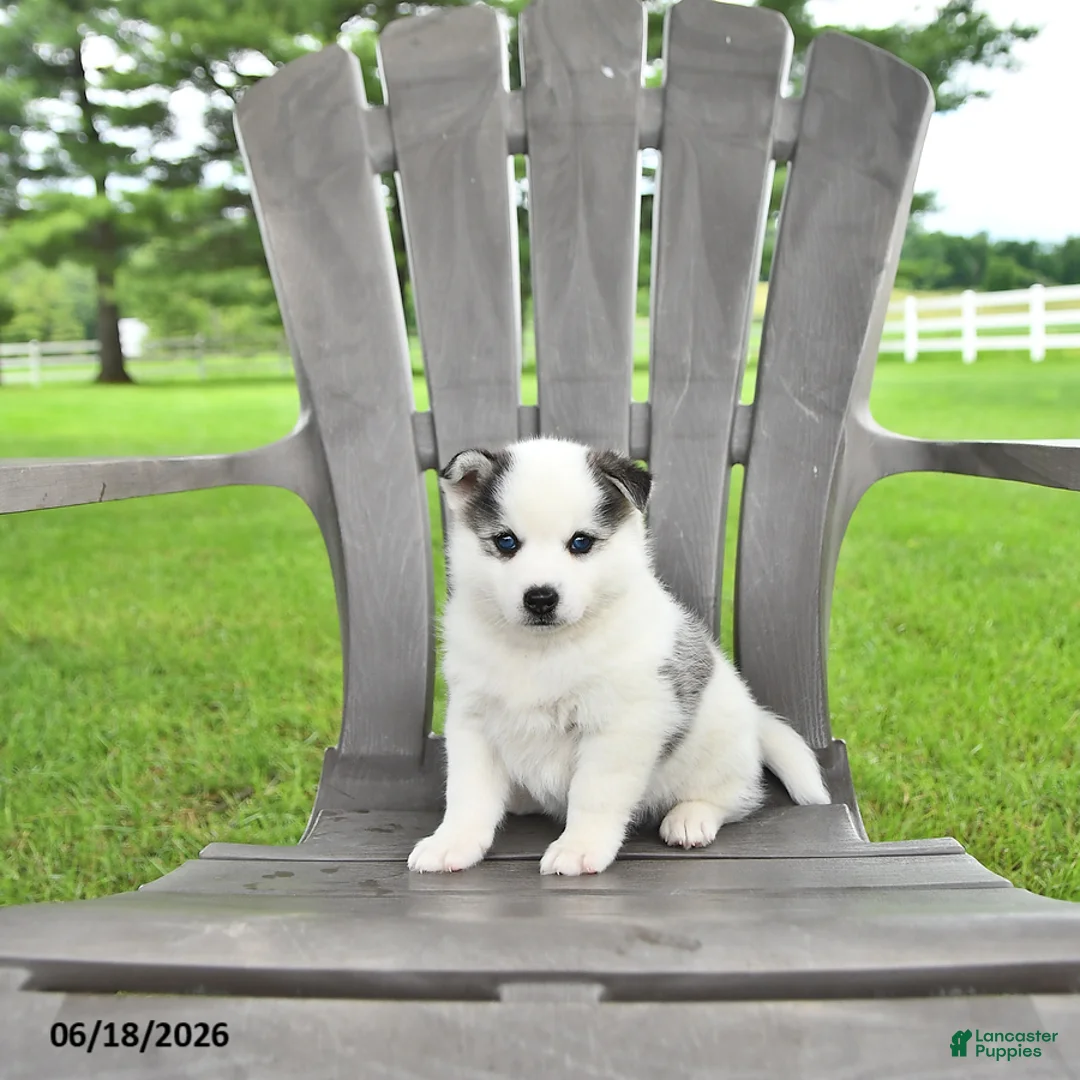 Pomsky dogs for sale: Asher - Ad 1