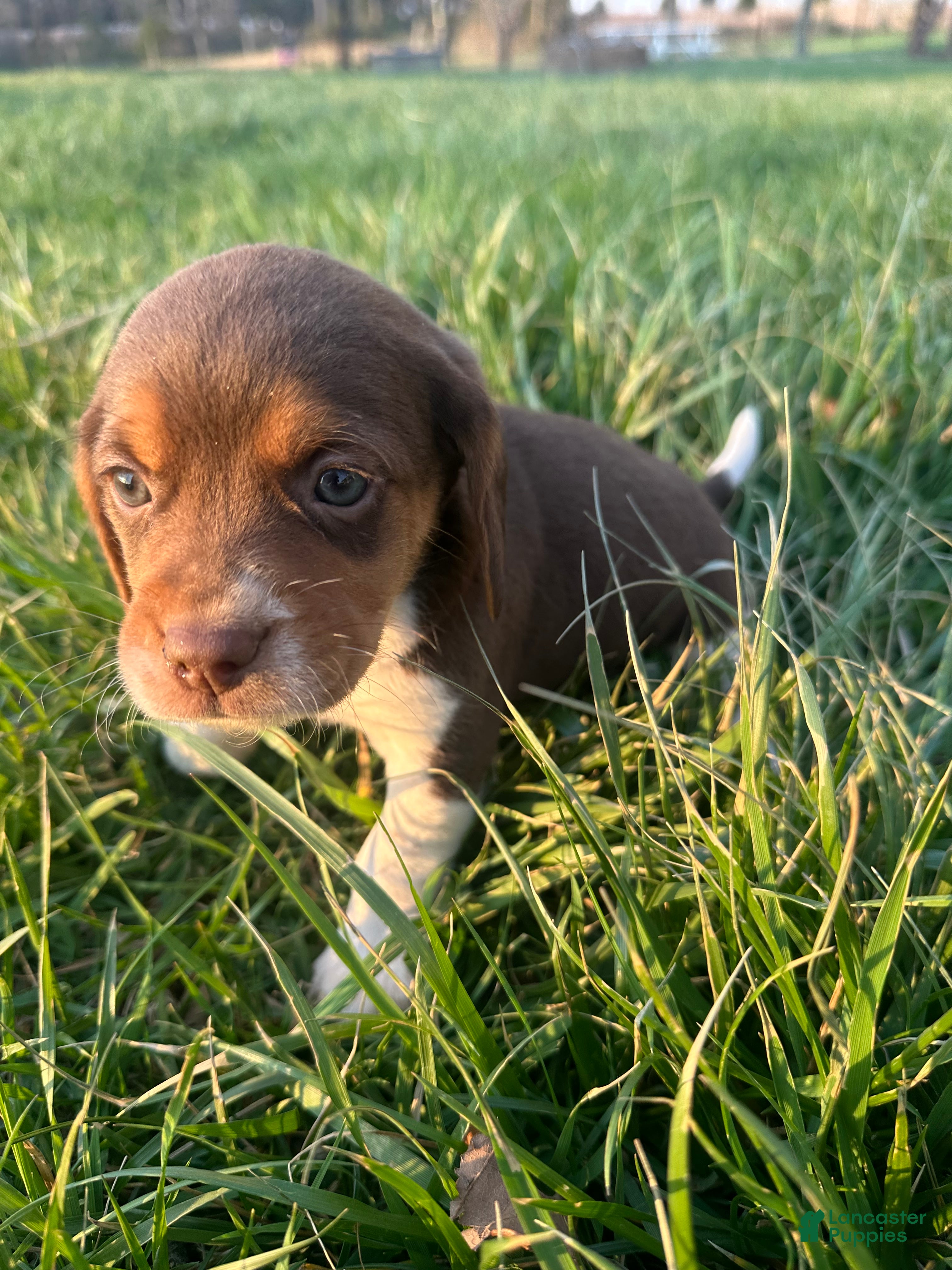 Beagle dogs Roscoe - Ad 42