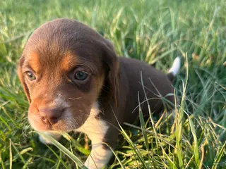 Beagle dogs Roscoe - Ad 33