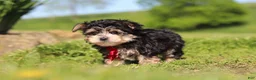 Morkie dogs for sale: Bennet - Ad 9
