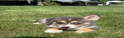 Mixed Breed dogs for sale: Rip - Ad 3