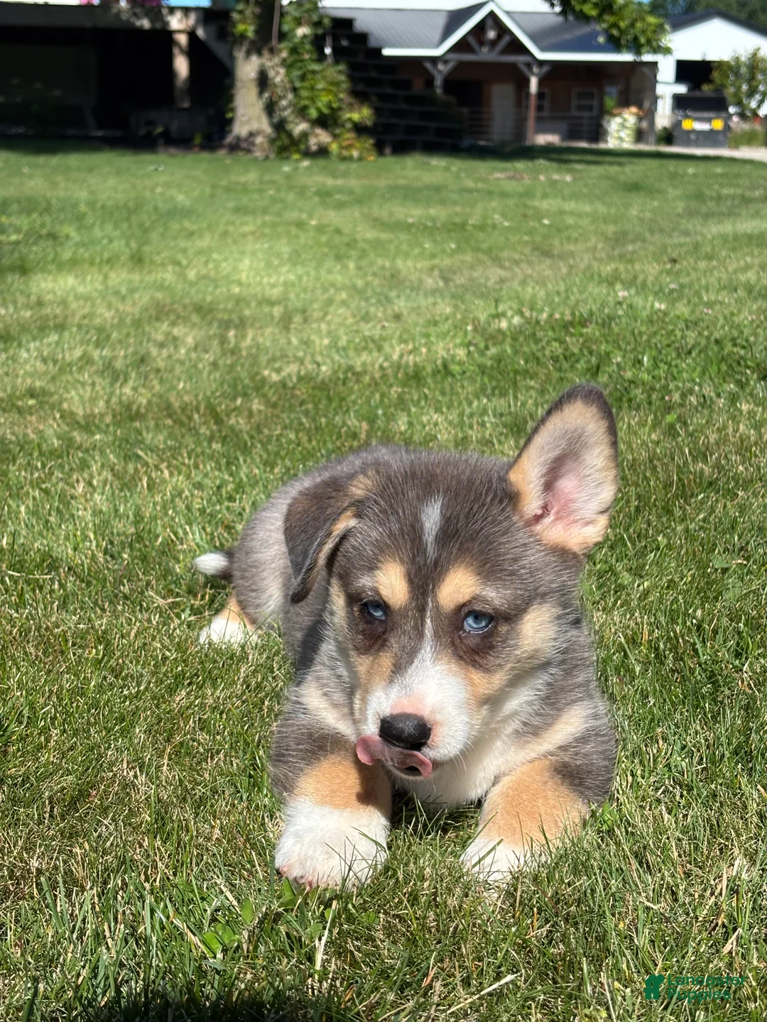 Mixed Breed dogs for sale: Rip - Ad 3