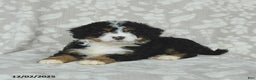 Mini Bernedoodle dogs for sale: Tilly - Ad 5