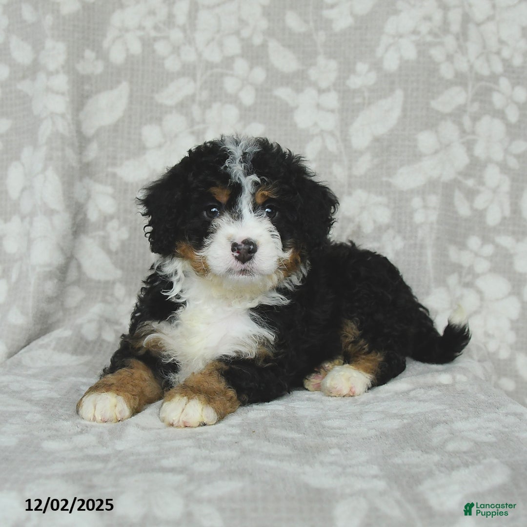 Mini Bernedoodle dogs for sale: Tilly - Ad 5