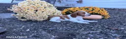 Welsh Springer Spaniel dogs for sale: Lemon - Ad 17