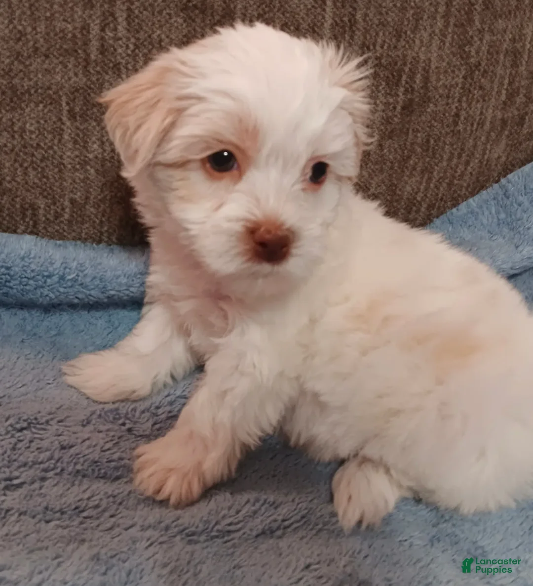 Teddy Bear dogs for sale: Tanner - Ad 4