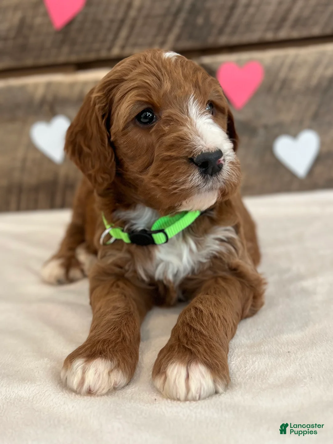 Irish Doodle dogs for sale: Theodore - Ad 3