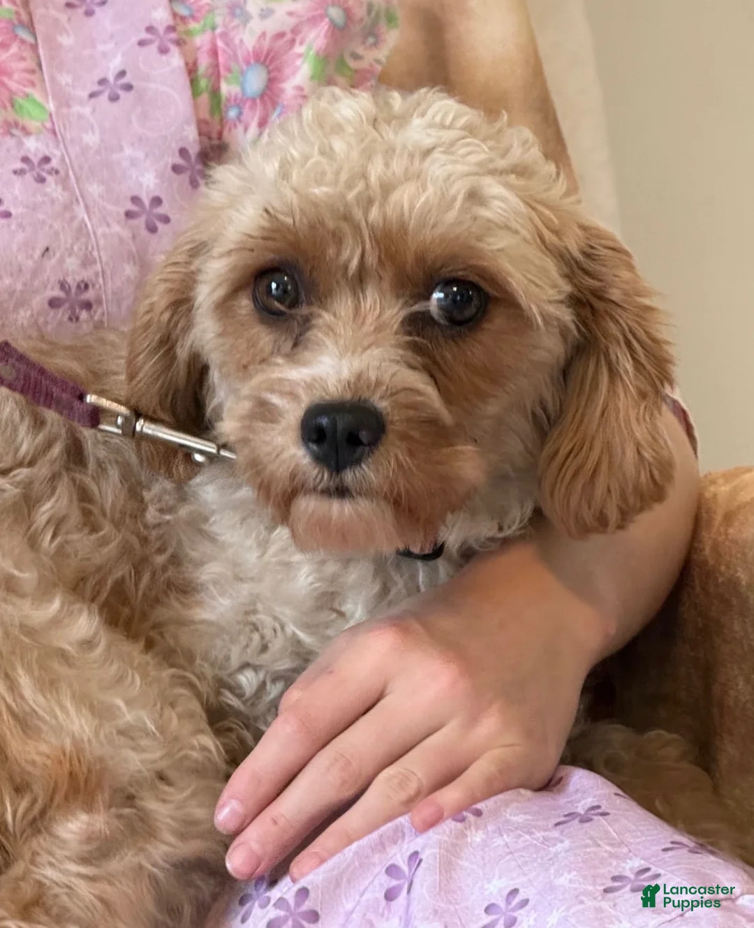 Cavapoo dogs for sale: Rudy Cavapoo  - Ad 8