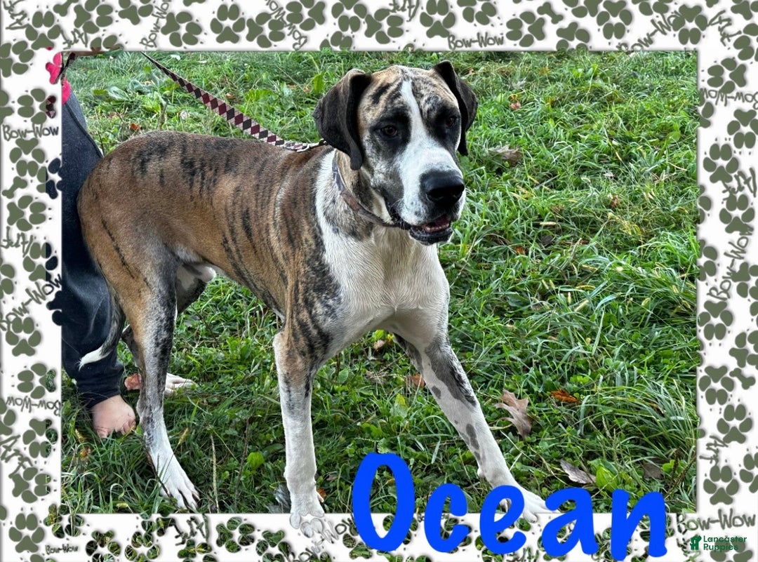 Great Dane dogs for sale: Mark - Ad 20