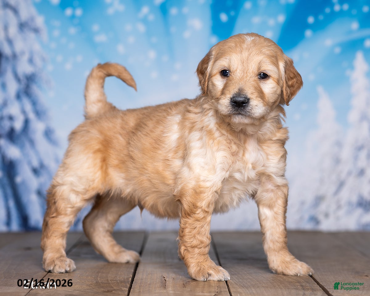 Goldendoodle dogs Ethan - Ad 2