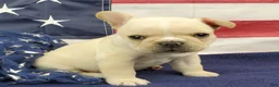 French Bulldog dogs for sale: Keoki - Ad 6