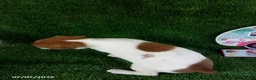 Jack Russell Terrier dogs for sale: Joey - Ad 3