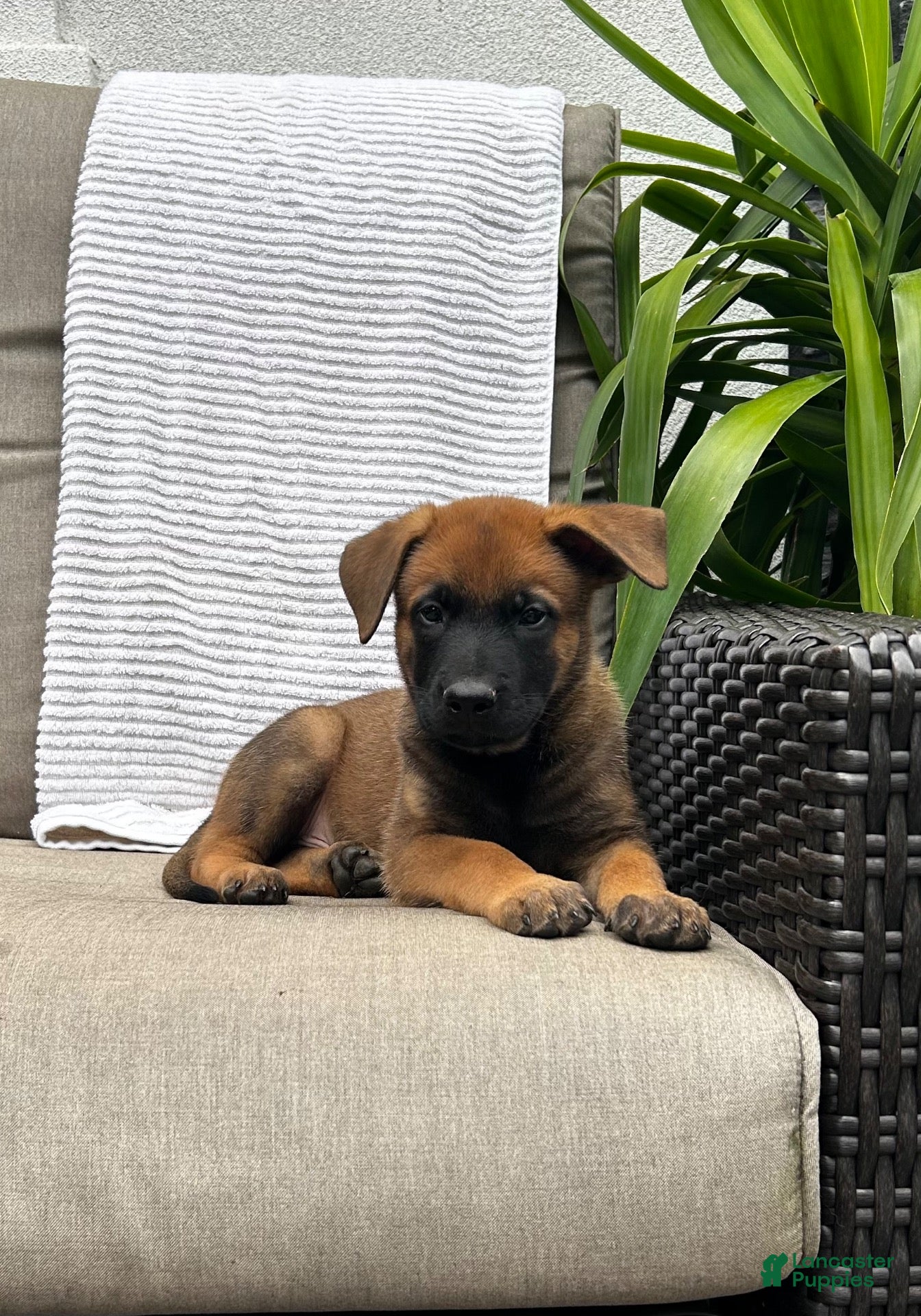 Belgian Malinois dogs Brutus - Ad 2