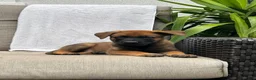 Belgian Malinois dogs for sale: Brutus - Ad 2