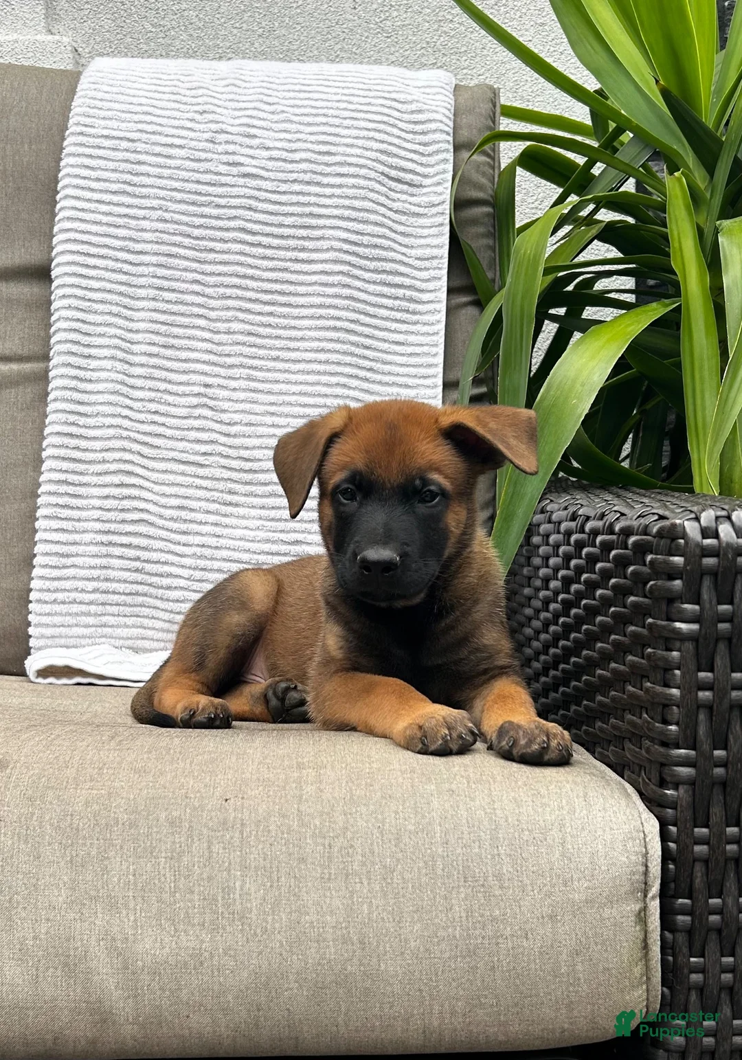 Belgian Malinois dogs for sale: Brutus - Ad 2