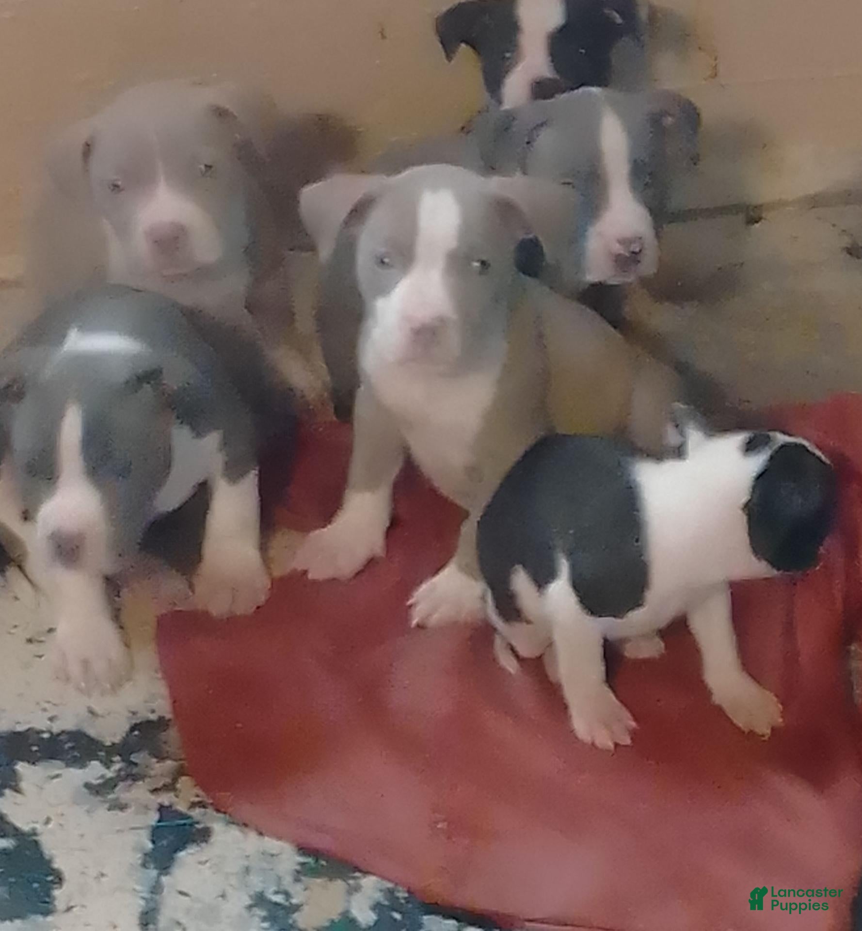 American Pit Bull Terrier dogs American Pit Bull Terrier 3 - Ad 27
