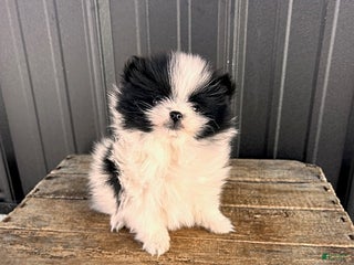 Pomeranian dogs Opal - Ad 7