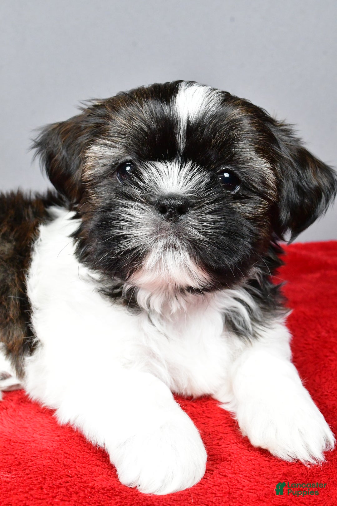 Shih Tzu dogs for sale: Roscoe - Ad 5