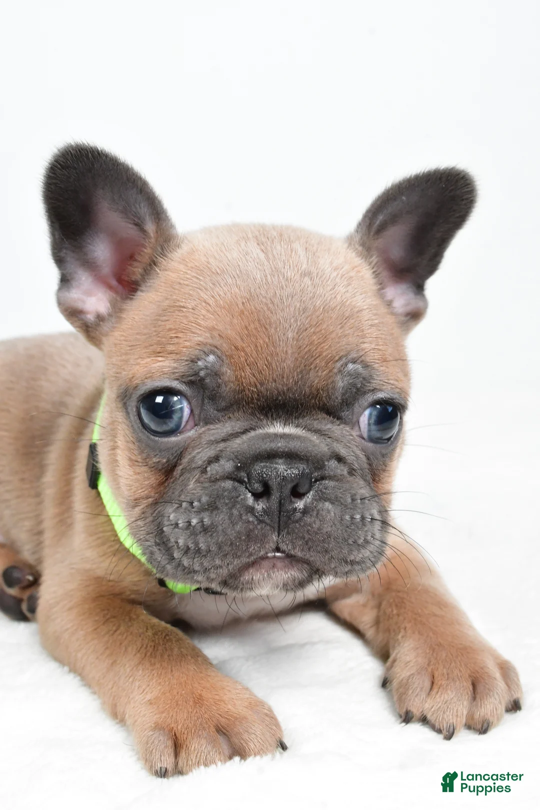 Frenchton dogs for sale: Keith - Ad 2