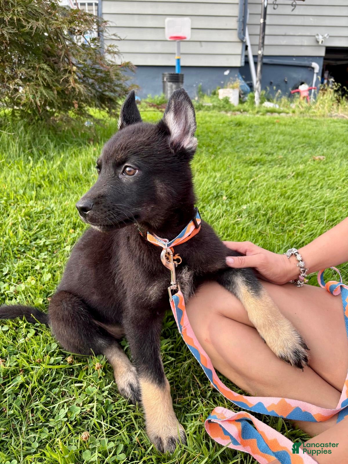 Gerberian Shepsky dogs Harley - Ad 1