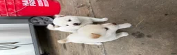 Shiba Inu dogs for sale: Koda - Ad 8