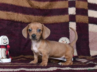 Dachshund dogs Chili - Ad 4