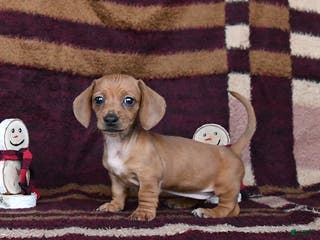 Dachshund dogs Chili - Ad 10