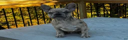 French Bulldog dogs for sale: Armani aka chubs - Ad 5