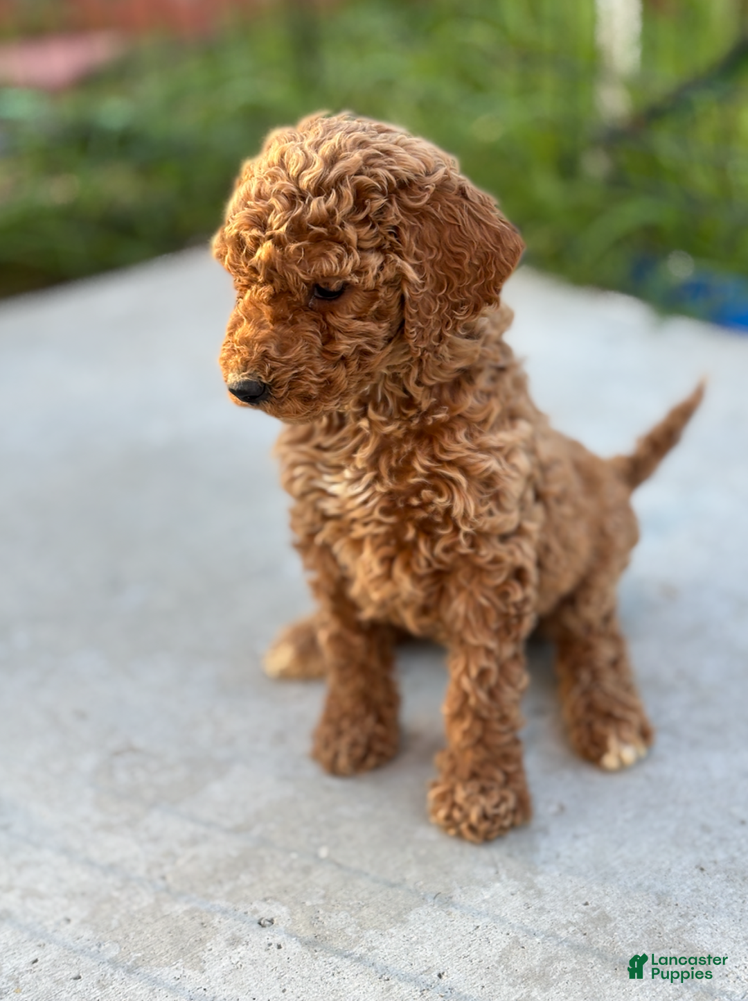Standard Poodle dogs for sale: Bella - Ad 9