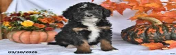 Bernedoodle dogs for sale: Cody - Ad 4