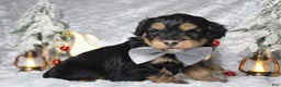 Aussiedoodle dogs for sale: Landon  - Ad 8